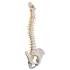 Deluxe Flexible Spine