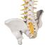 Deluxe Flexible Spine