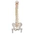 Flexible Spine with Femur Heads
