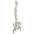Flexible Spine with Femur Heads