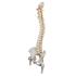 Flexible Spine with Femur Heads