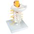 Cervical Spinal Column