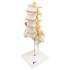 Lumbar Spinal Column