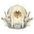 Natural Bone Striped Skunk Skull