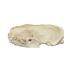Natural Bone American Mink Skull