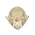 Natural Bone American Mink Skull