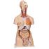 Dual Sex Torso