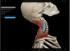 Active Animations Showing Muscle Interactions