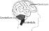 Science Take-Out® Brains Under The Influence