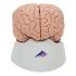 Model Brain, 8 Parts