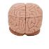 Model Brain, 8 Parts