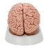 Model Classic Brain, 5 Parts