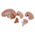 Model Classic Brain, 5 Parts