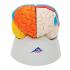 Model Neuro-Anatomical Brain, 8-Parts