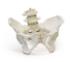 Walter® Female Pelvis