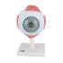 Model Giant Eye 5× Life