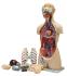 Walter® 17 Part Open Back Torso