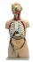 Walter® 17 Part Open Back Torso