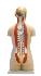 Walter® 17 Part Open Back Torso