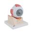 Model Giant Eye