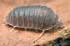 Little sea isopod