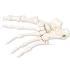 3B Scientific®  Foot Skeleton