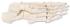 3B Scientific®  Foot Skeleton