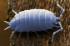 Powder blue isopod