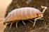 Powder orange isopod