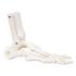3B Scientific®  Flex Foot Skeleton