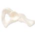 3B Scientific®  Hip Bone