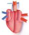 Model kit human heart
