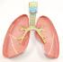Model kit lungs