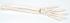 3B Scientific®  Hand And Lower Arm Skeleton