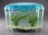 Ceratophyllum betta set