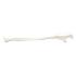 3B Scientific®  Ulna