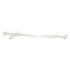 3B Scientific®  Ulna