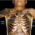 Human 3-D Dissection CD-ROM