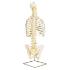 3B Scientific®  Classic Flexible Spine With Ribs