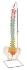 3B Scientific® Didactic Flexible Spine