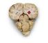 Preserved Sheep Brains with Simulated Tumors and Strokes