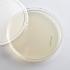 Ward's® Luria Agar Media Plates and Pour Packs