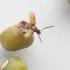 Ward's® Live Bean Beetles (<i>Callosobruchus maculatus</i>)
