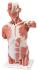 3B Scientific® Muscled Torso