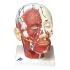 3B Scientific®  Head Musculature With Blood Vessels