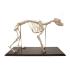 3B Scientific® Flexible Canine Skeleton