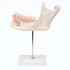 3B Scientific® Half Lower Jaw