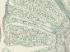 Pine, Staminate Cone Combination Slide