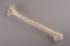 Standard Humerus