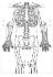 Roylco Skeleton Aprons